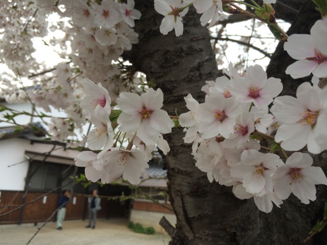 IMG_0174.jpeg