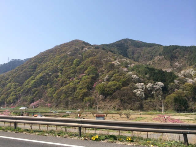 IMG_0241.jpeg