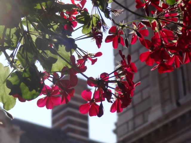 DSC00185.jpeg