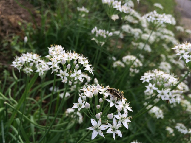 IMG_1282.jpeg